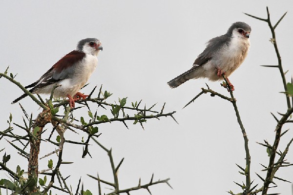 Pair of Pygmy Falcon, left female, right male