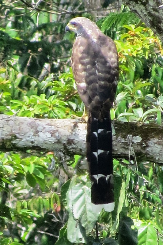 Long-tailed hawk