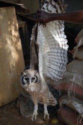 Vereaux's Eagle Owl