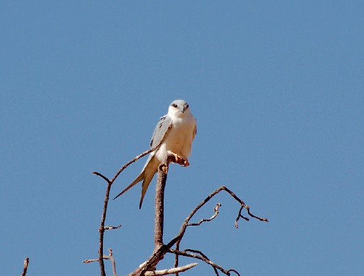 African Swallow-tailed Kite
