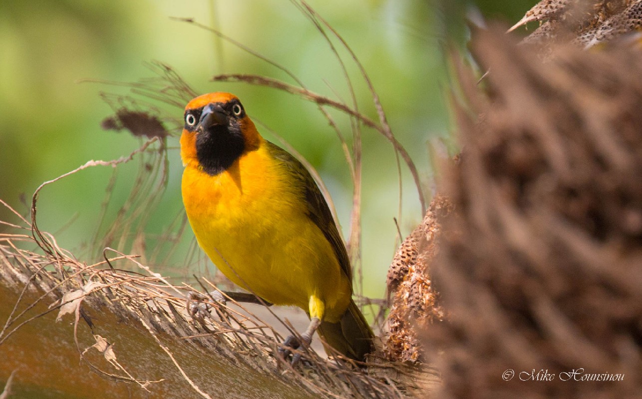 Olive-naped Weaver