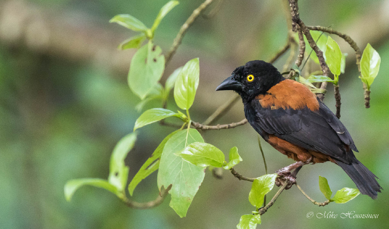 Chestnut-and-black Weaver