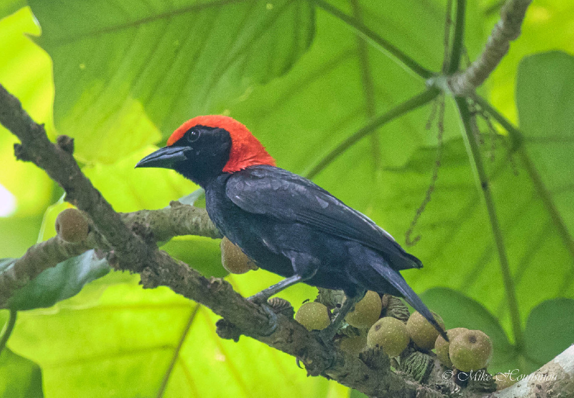 malimbé à tete rouge