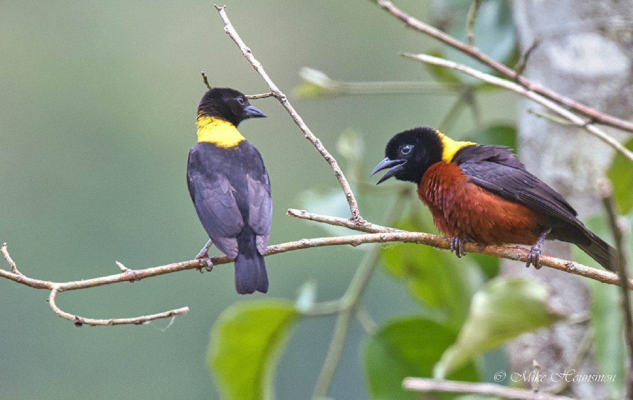 tisserin tricolor