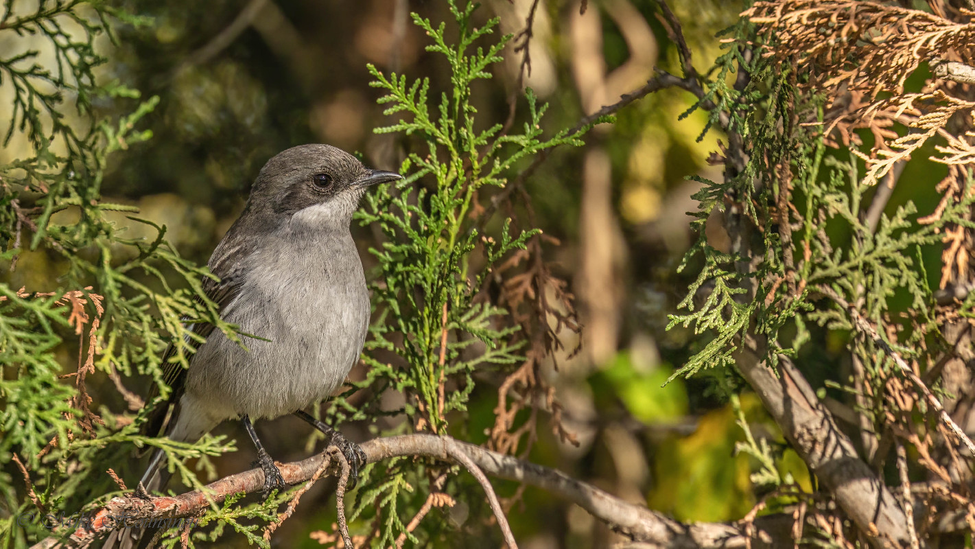 Gobemouche fiscal femelle