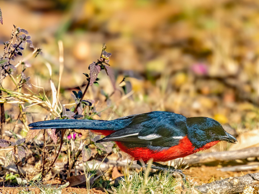 Gonolek rouge et noir