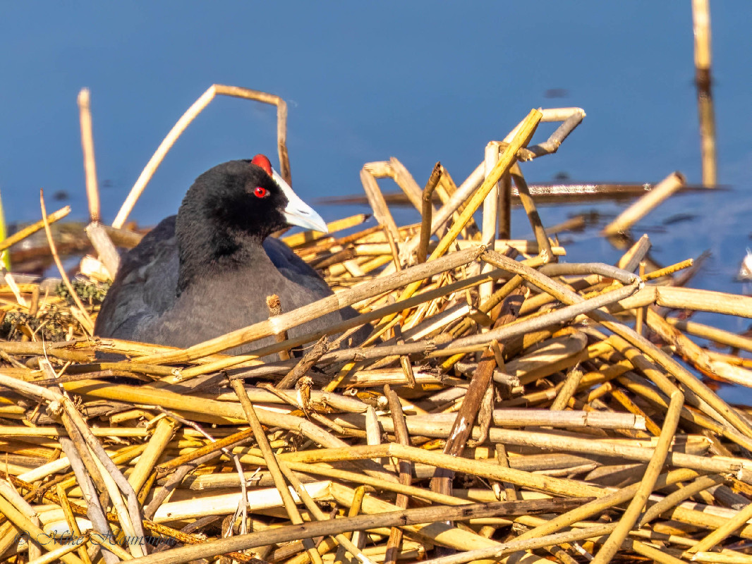 Foulque à crête dans son nid