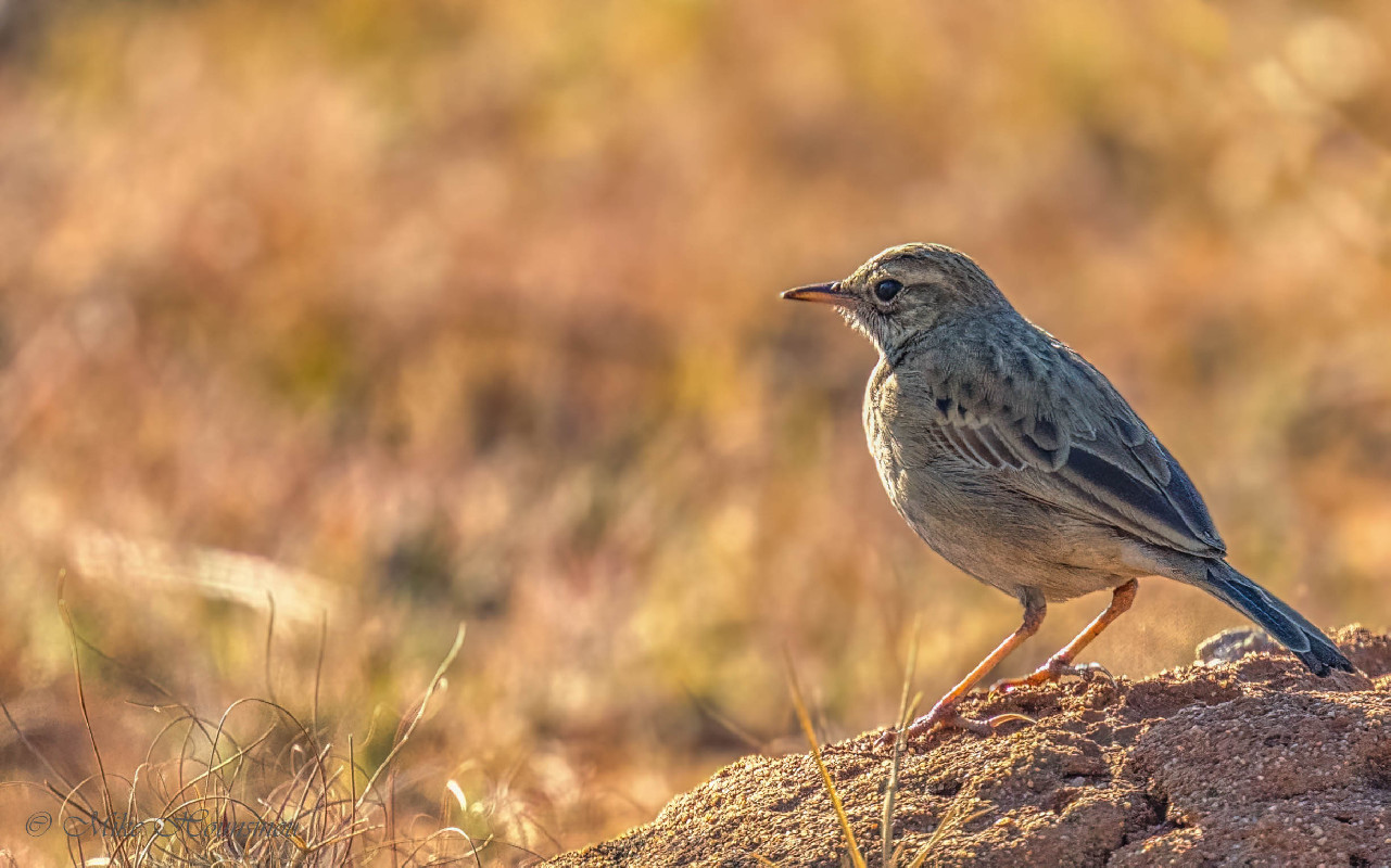 pipit africain
