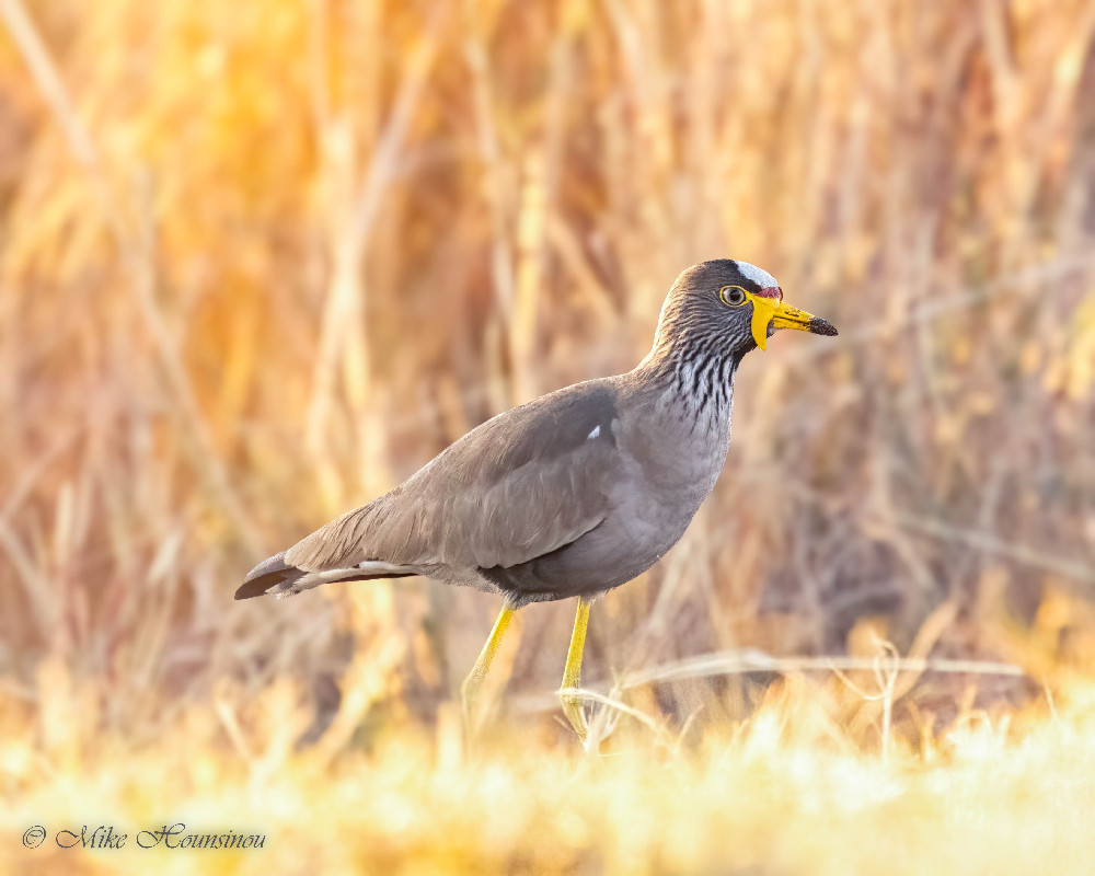 Vanneau du Sénégal