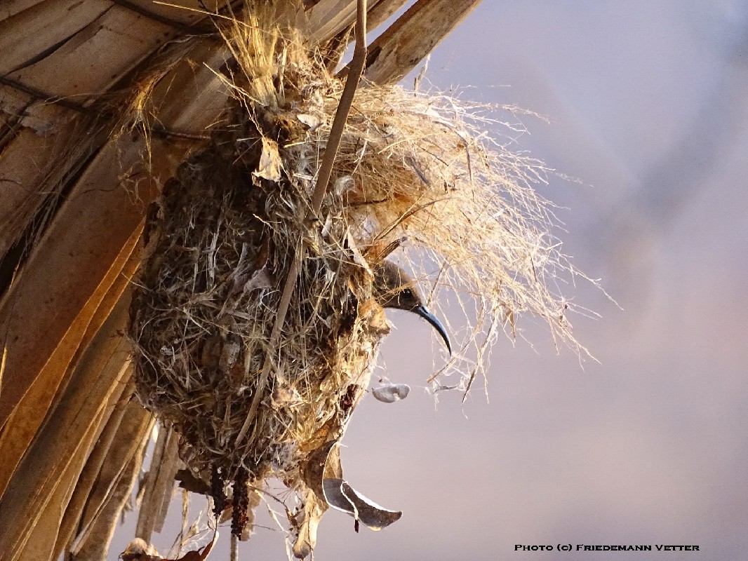 Scarlet-chested Sunbird at the nest