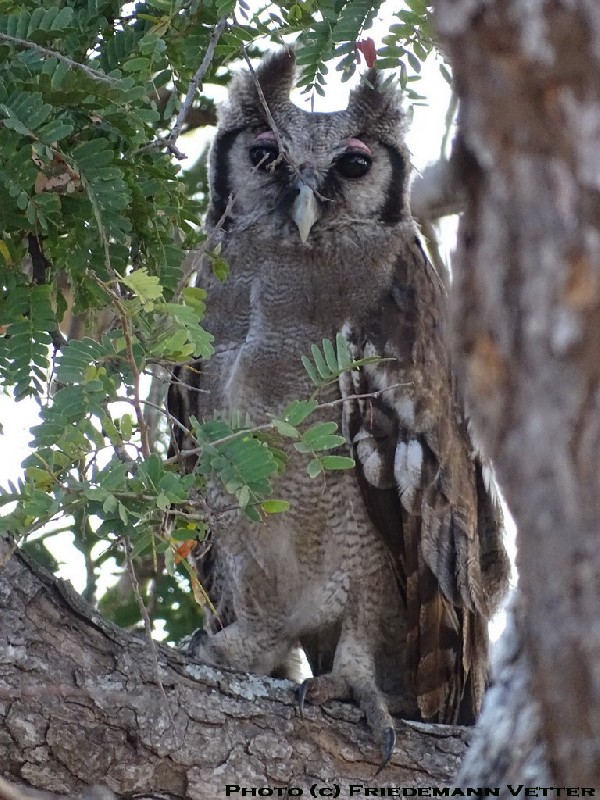 Verreaux's Eagle Owl 