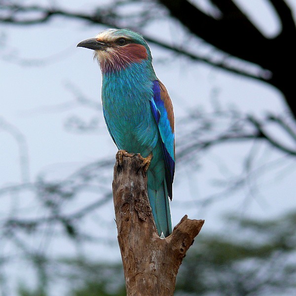 Blue-breasted Roller