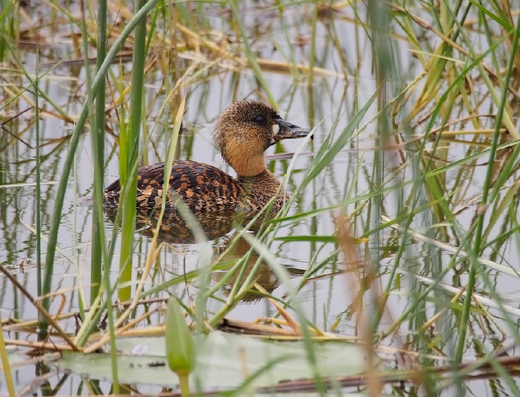  White-backed Duck