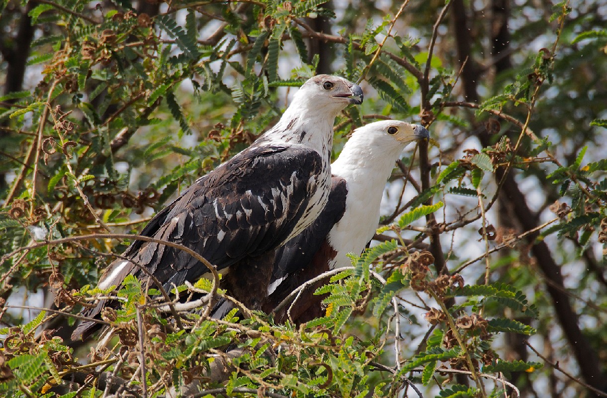  African Fish-Eagle