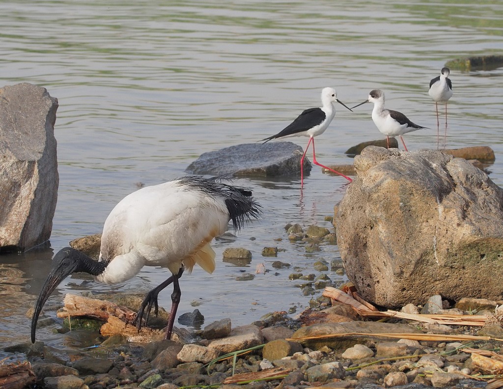Sacred Ibis with Black-Winged Stilts