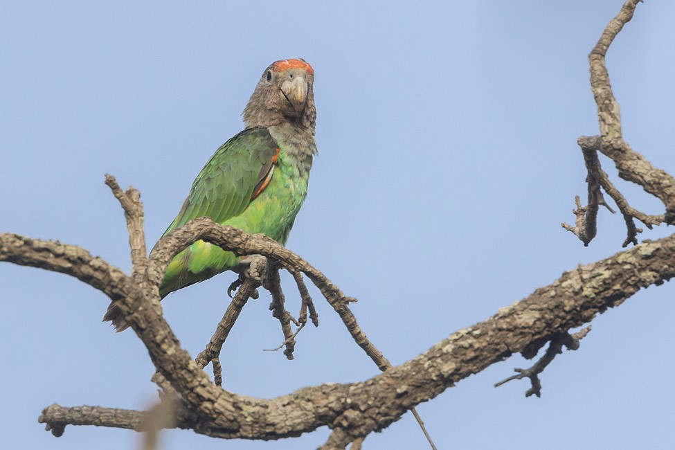 endangered parrot