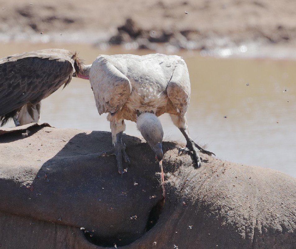 White-backed Vulture feeding