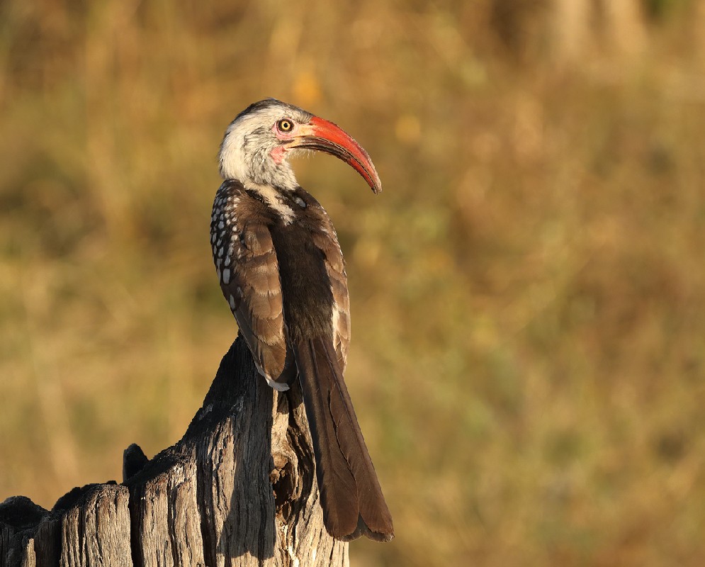 Red-billed Hornbill in late afternoon light