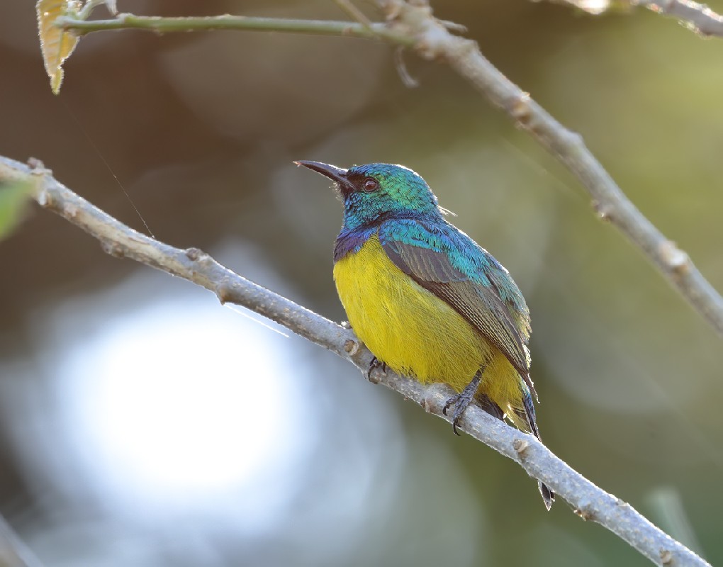Male Collared Sunbird