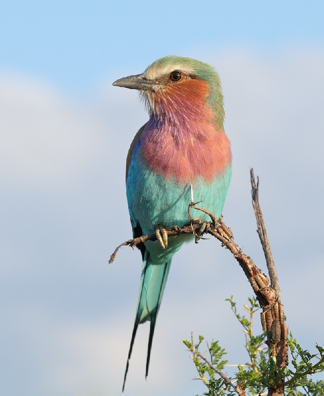 Lilac-breaster roller