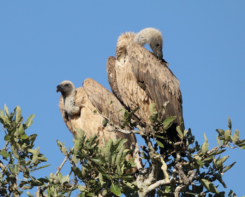 White-backed vultures