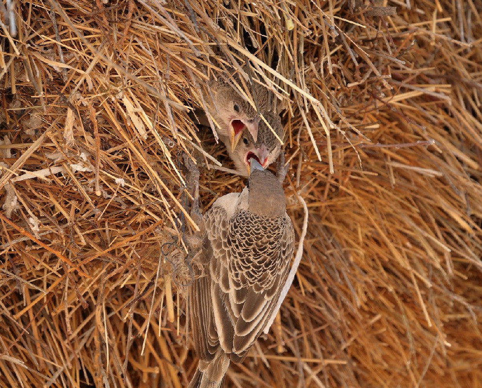 Sociable Weaver feeding at nest