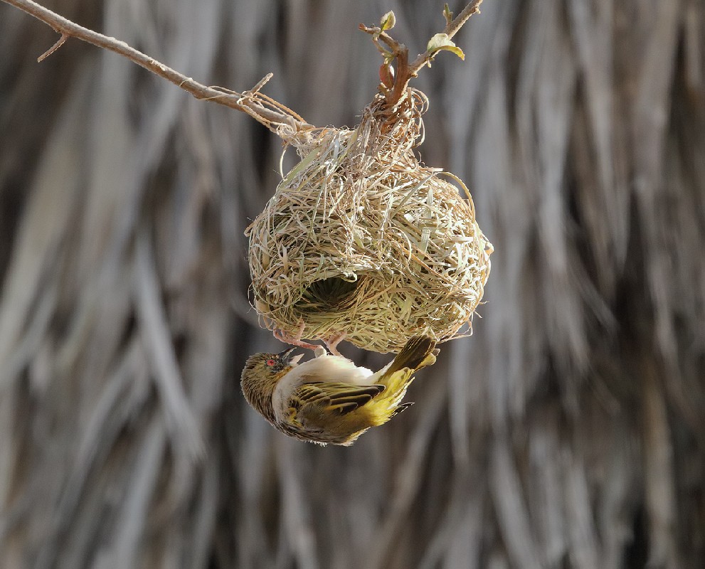 Southern Masked Weaver