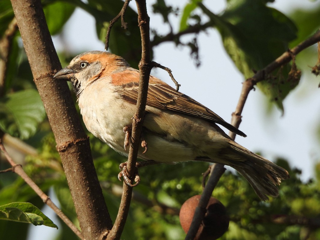 Kenya Rufous Sparrow