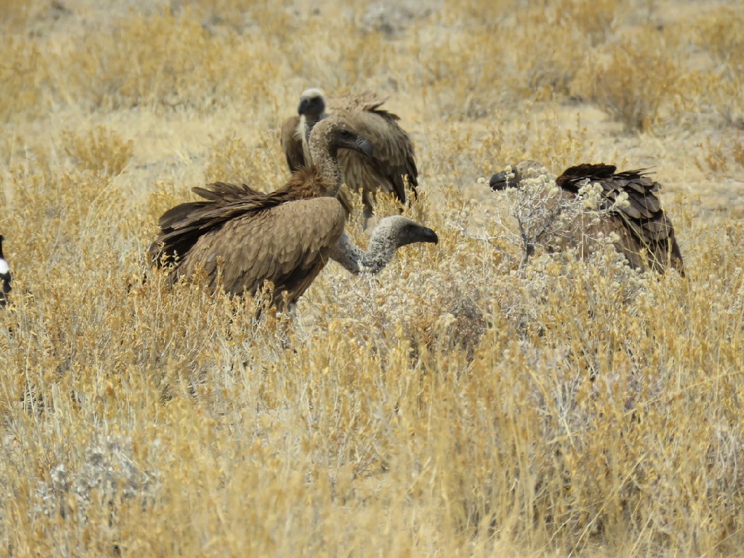 Feeding alongside lappet-faced vultures