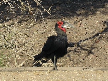Southern Ground Hornbill looking for food, Chobe National Park