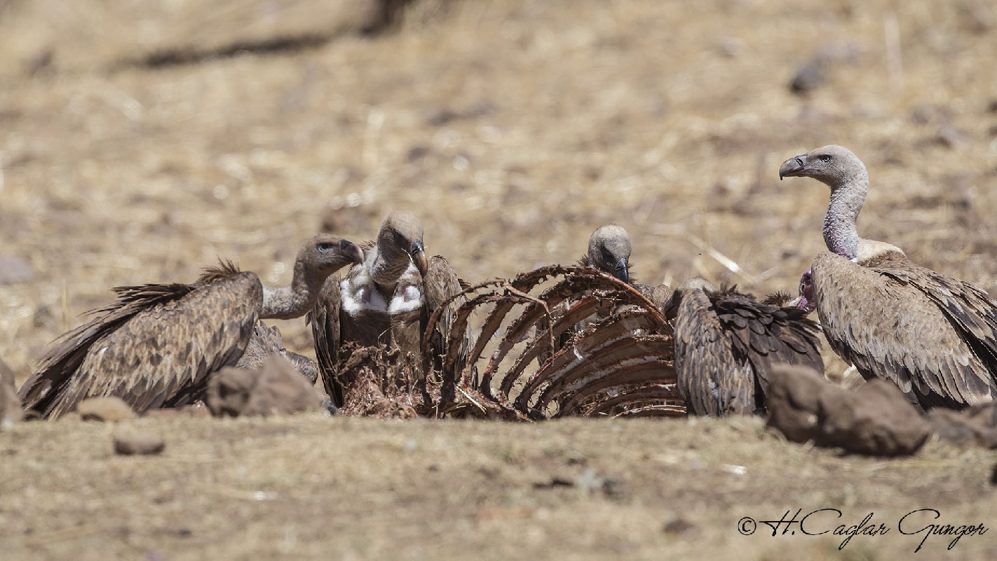 White-backed Vultures Feeding on carcass