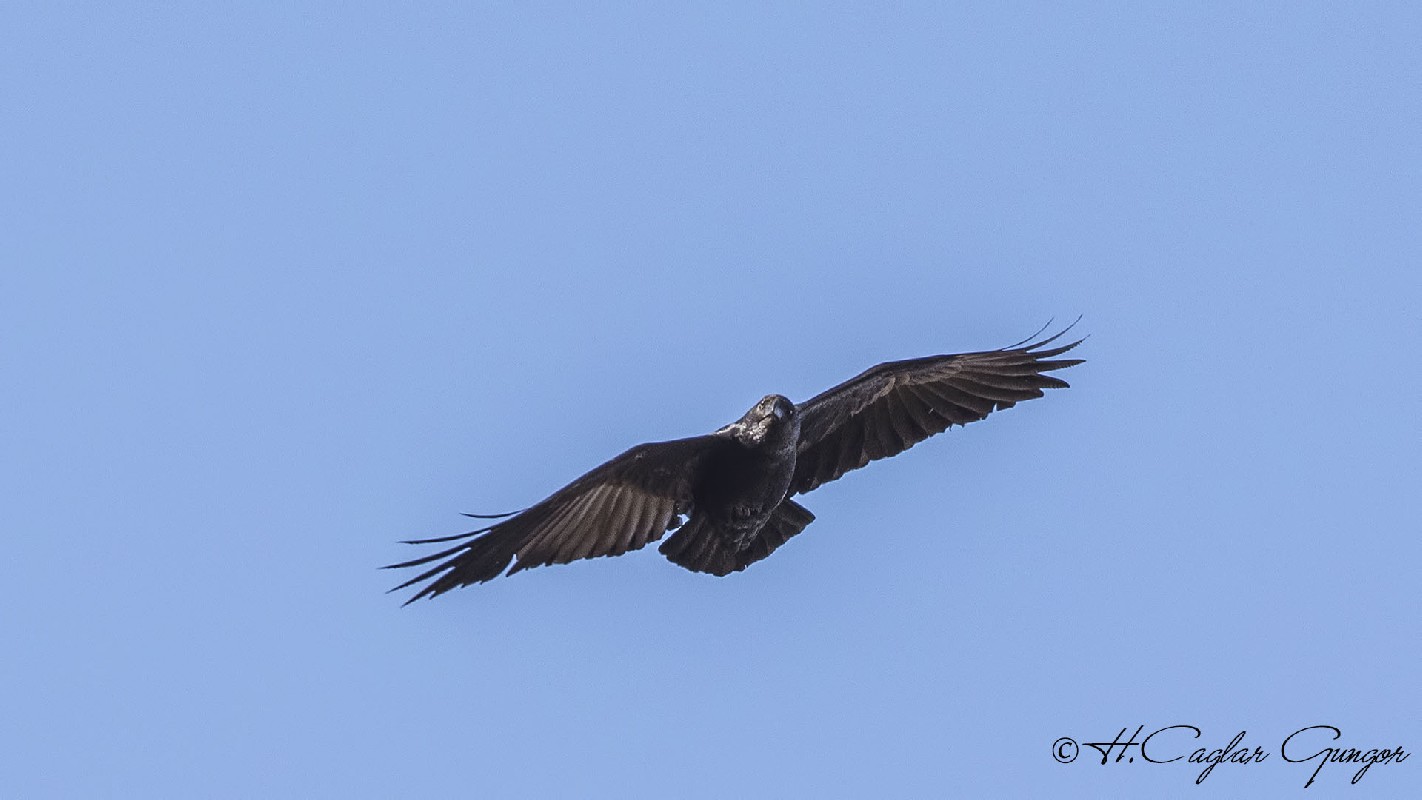 Fan-tailed Raven in Flight