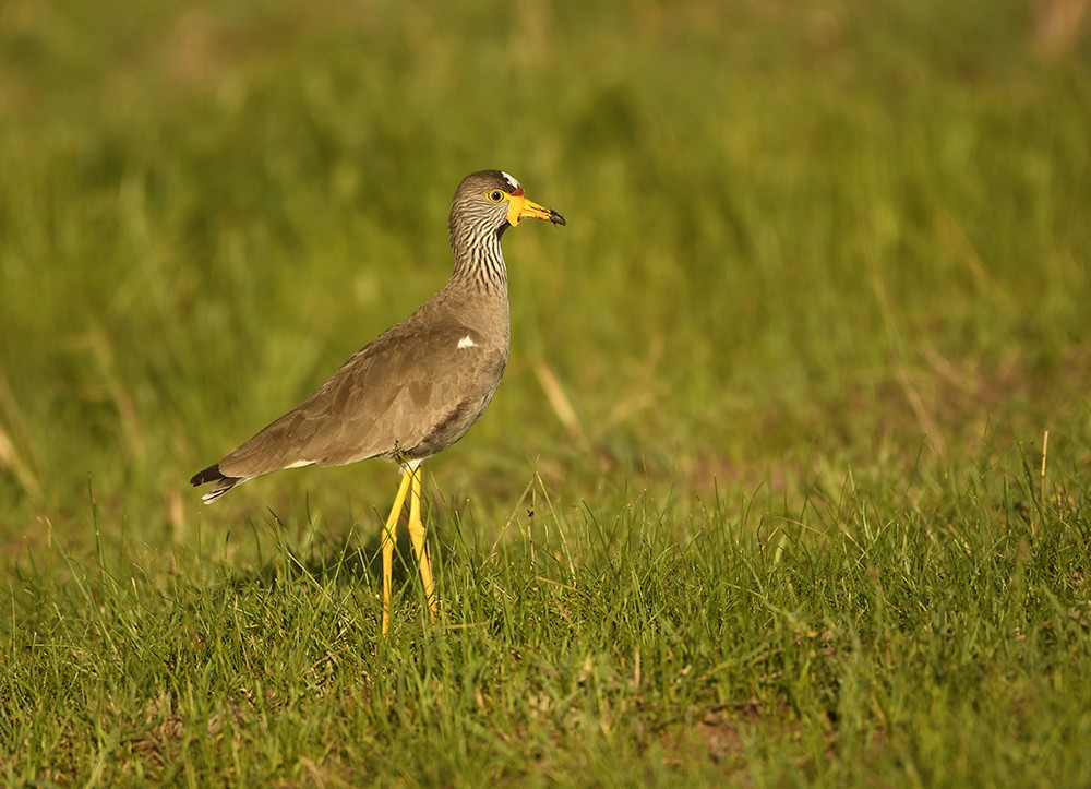 African Wattled lapwing