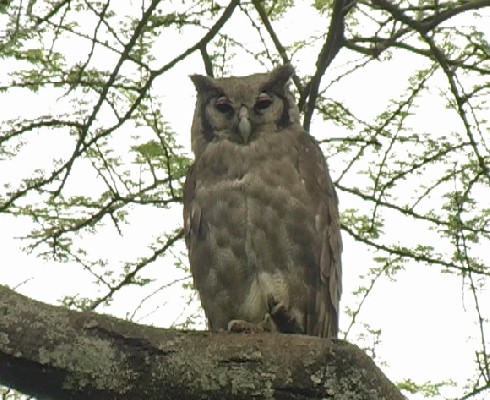 Vereaux's Eagle Owl