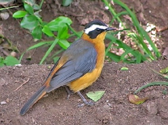 Ruppell's Robin-Chat
