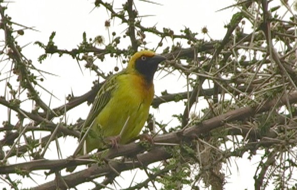 Speke's Weaver