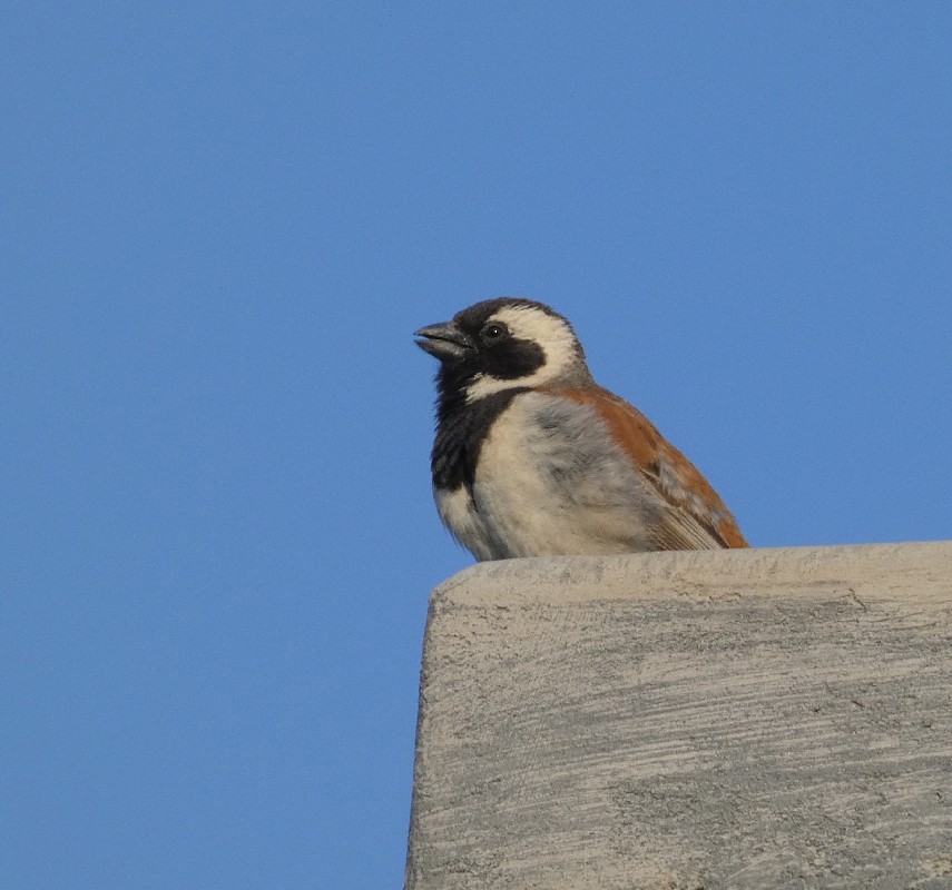 Cape Sparrow