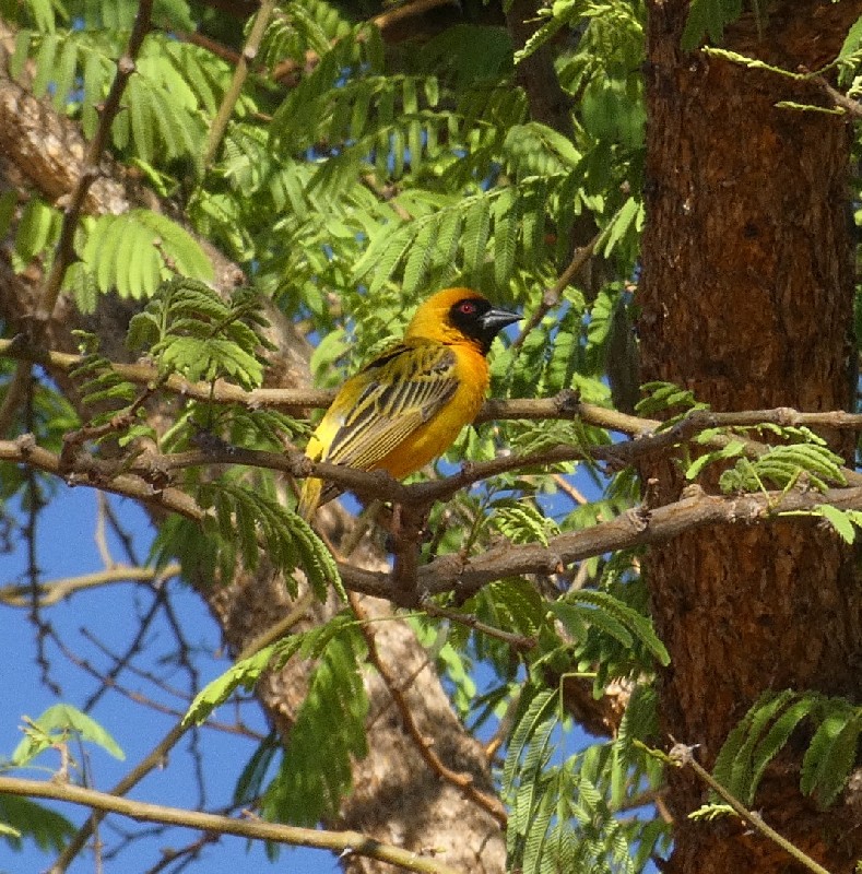 Southern Masked Weaver