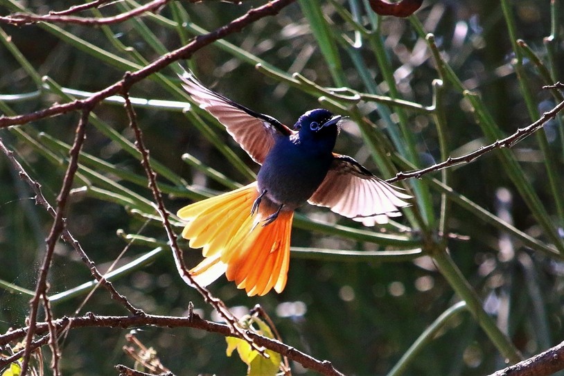 The African Paradise Flycatcher flies after a ...