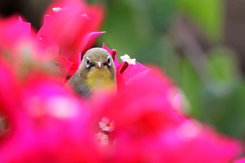 Abyssinian White-eye between the flowers