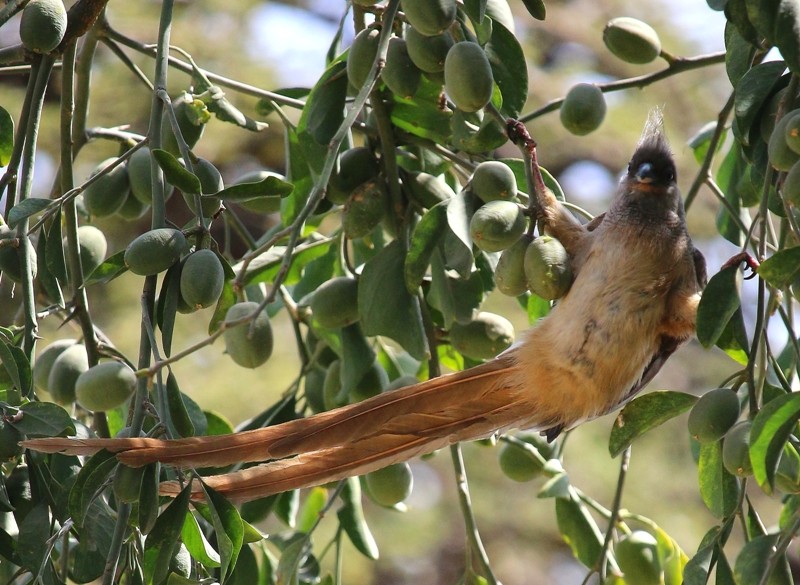 Speckled Mousebird in a split position