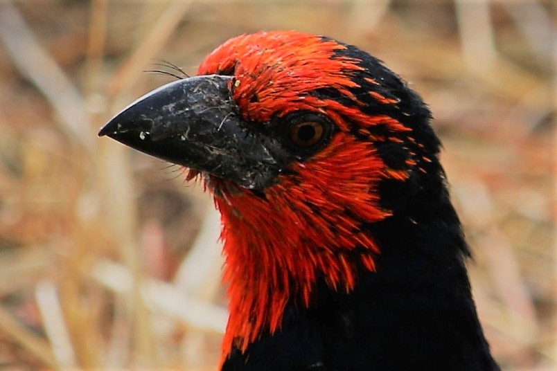 Black-billed Barbet in close-up