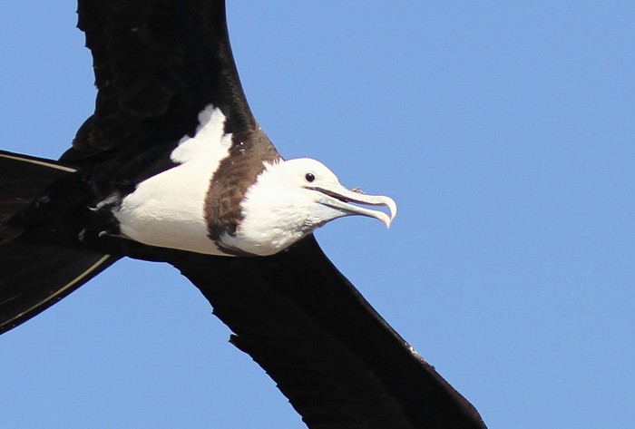 Ascension Frigatebird with a Sooty Tern chick