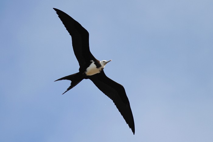 Ascension Frigatebird