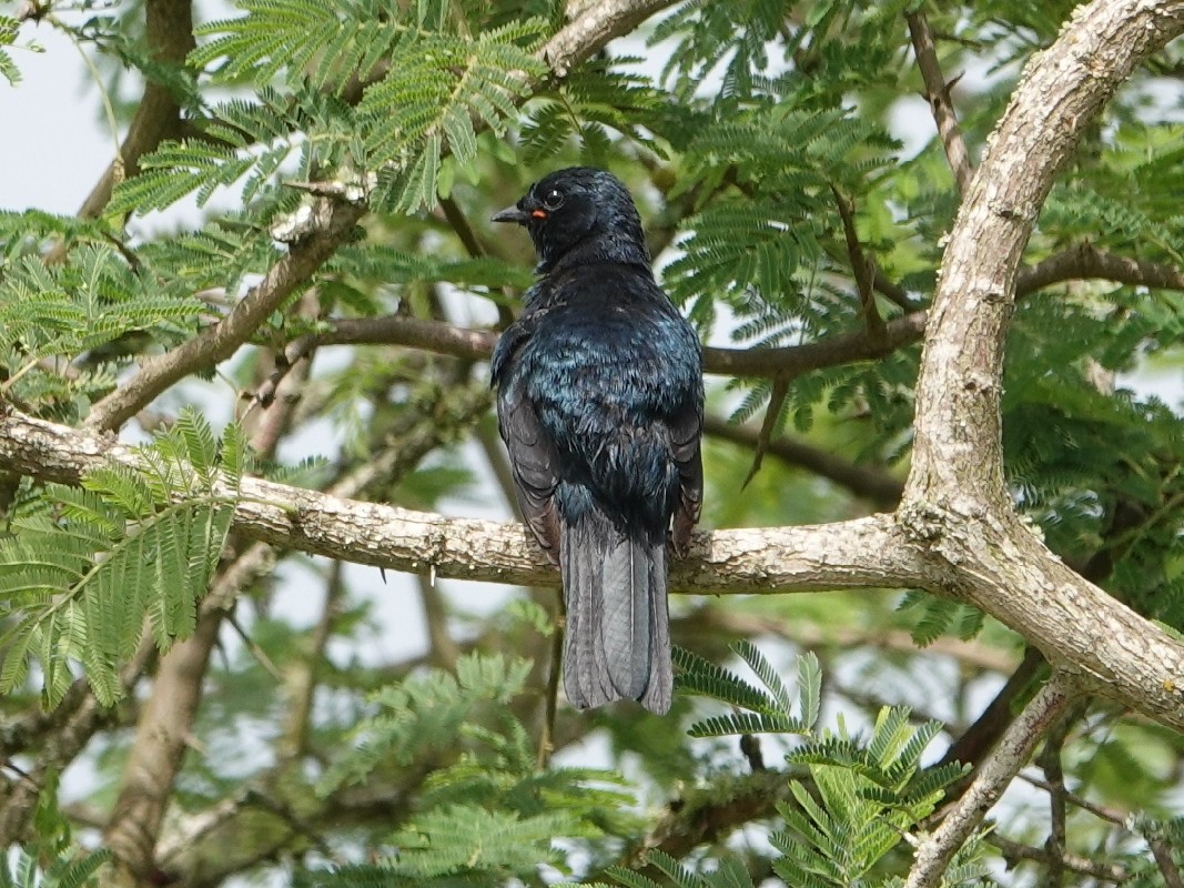 Black Cuckoo-shrike