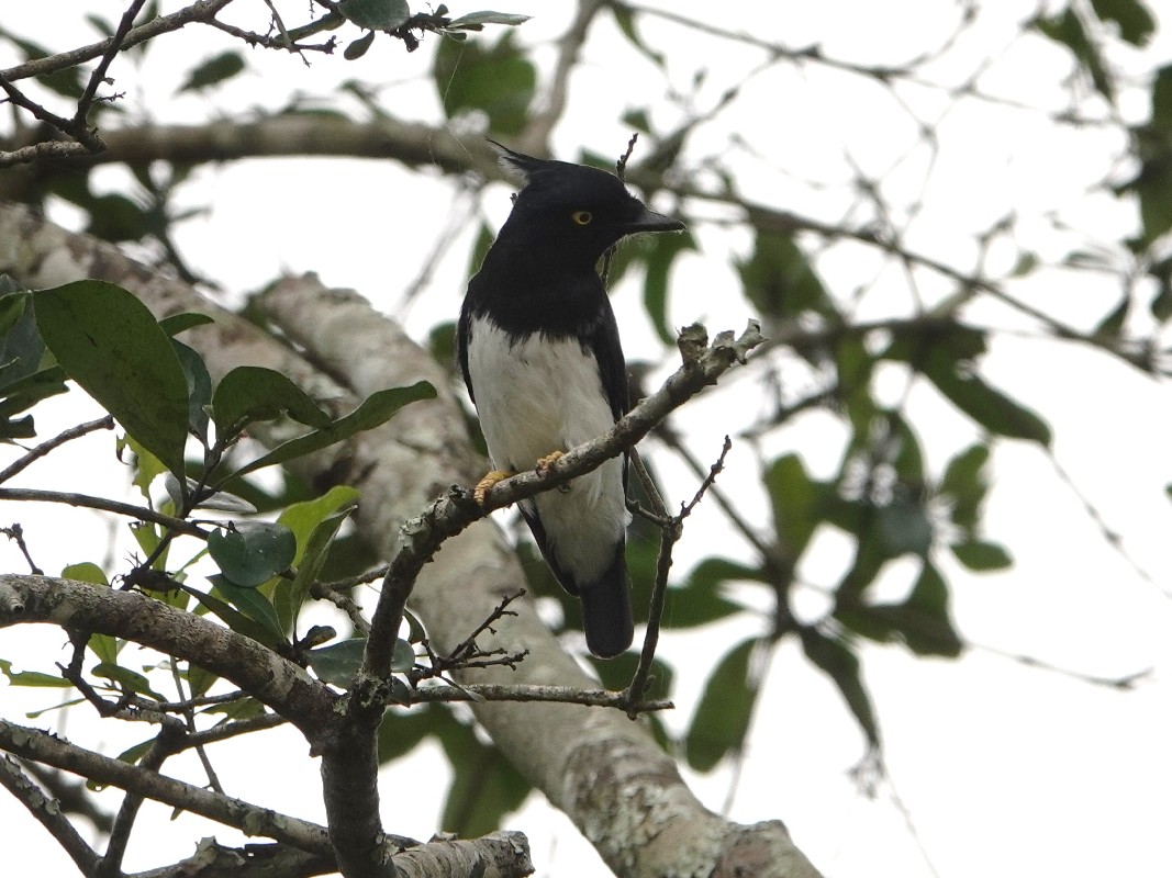 Black-and-White Shrike-Flycatcher