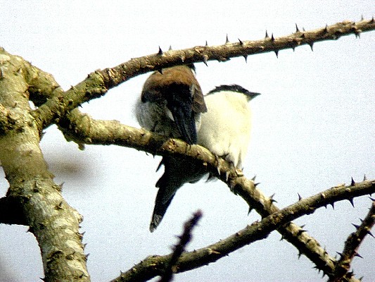 White-breasted Negrofinch