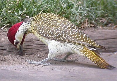 Benett's Woodpecker