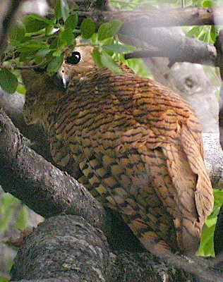 Pel's Fishing-owl