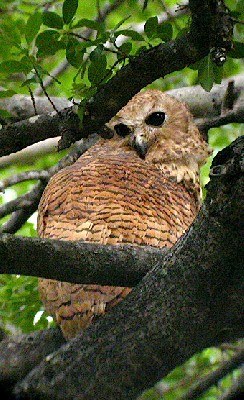 Pel's Fishing-owl